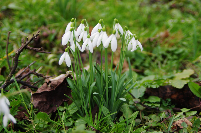 스노우드롭 - Snowdrop, Gay flower, Galanthus nivalis