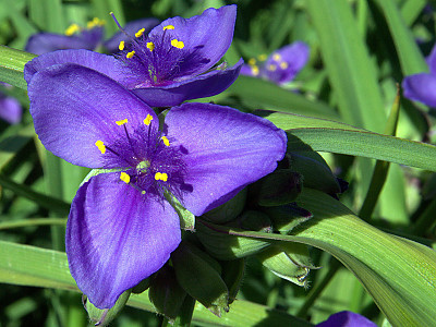 자주달개비 사진 - Tradescantia ohiensis Raf. Photos