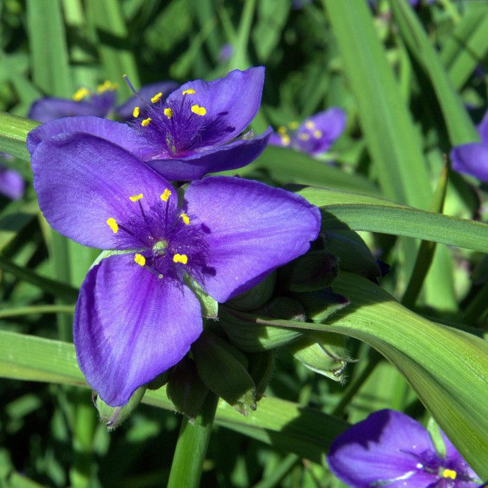 자주달개비 - Tradescantia ohiensis Raf.