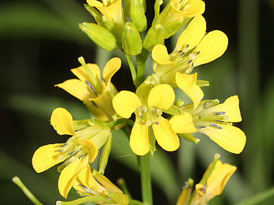 노란장대 사진 - Sisymbrium luteum (Maxim.) O.E.Schulz Photos