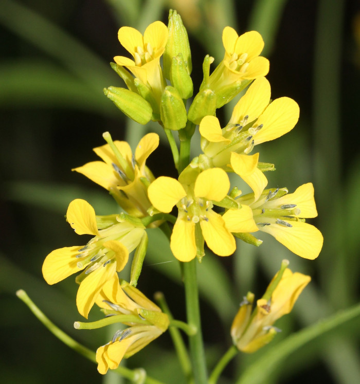노란장대 - Sisymbrium luteum (Maxim.) O.E.Schulz