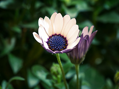 오스테오스펄멈 사진 - Osteospermum ecklonis Photos