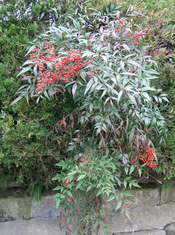 남천 - Heavenly bamboo, Nandina domestica Thunb.