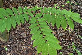 개굴피나무 - Pterocarya rhoifolia Siebold & Zucc.