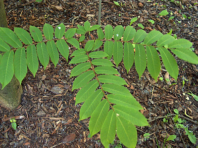 개굴피나무 사진 - Pterocarya rhoifolia Siebold & Zucc. Photos