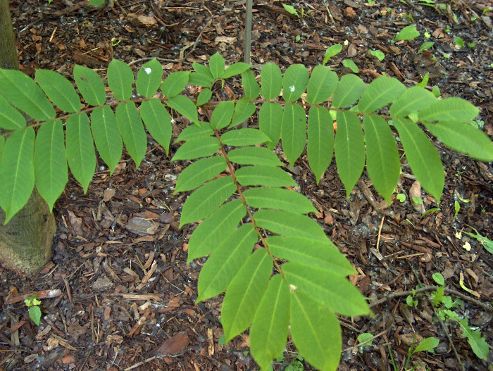 개굴피나무 - Pterocarya rhoifolia Siebold & Zucc.