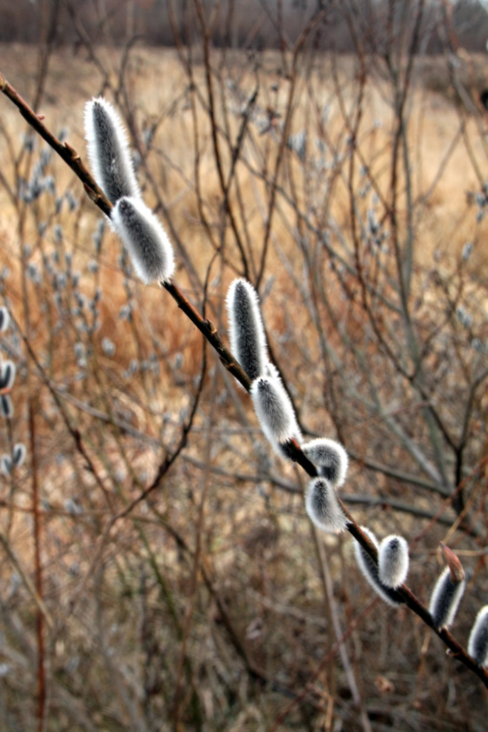 갯버들 - Salix gracilistyla Miq.