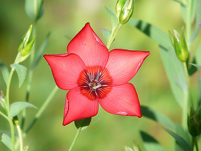 꽃아마 사진 - Linum grandiflorum Photos