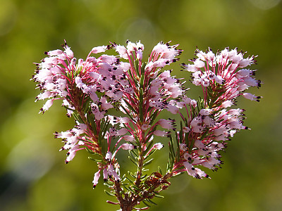 구석남 사진 - Erica melanthera Photos