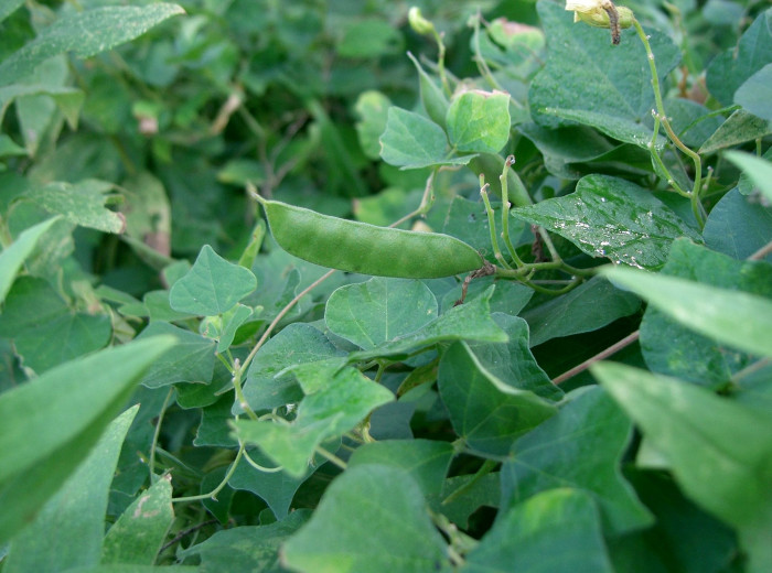 여우팥 - Dunbaria villosa