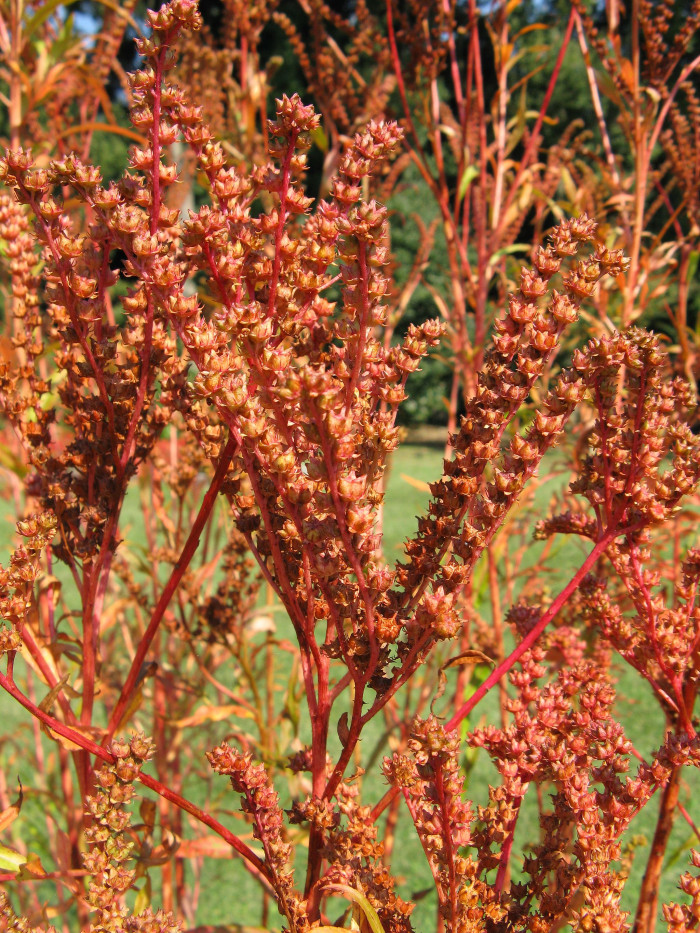 낙지다리 - Penthorum chinense Pursh