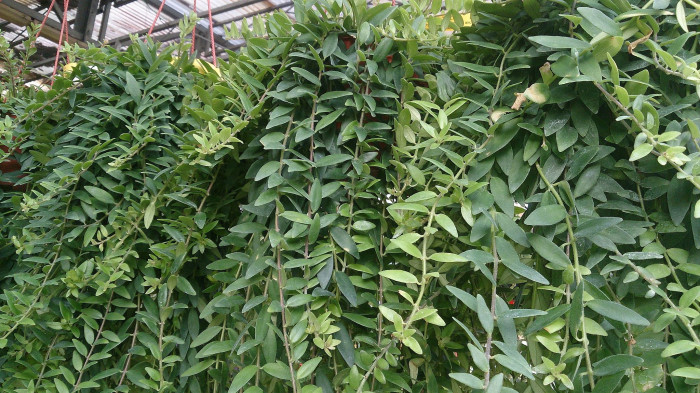 트리쵸스 - Lipstick plant, Aeschynanthus radicans
