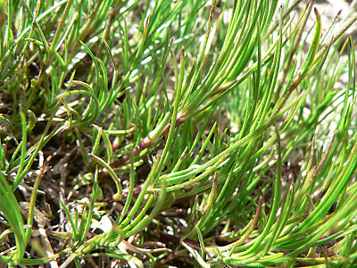 관모개미자리 사진 - Arenaria capillaris Poir. Photos