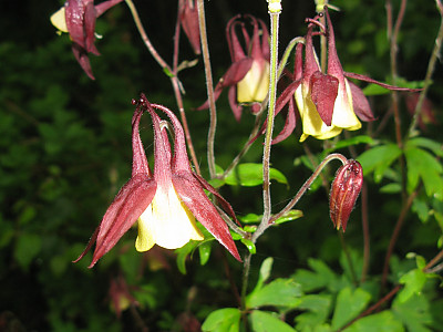 노랑매발톱 사진 - Aquilegia buergeriana var. oxusepala for. pallidiflora Nakai Photos