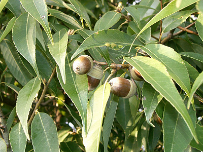 가시나무 사진 - Quercus myrsinaefolia Blume Photos