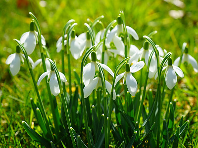 스노우드롭 사진 - Galanthus nivalis Photos