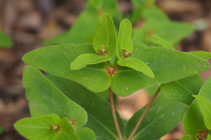 개감수 - Euphorbia sieboldiana Morren & Decne.