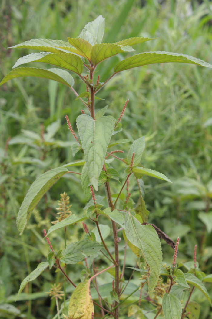 깨풀 - Acalypha australis L.