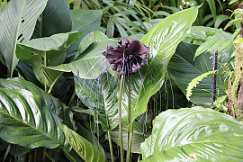 박쥐꽃 - Tacca integrifolia