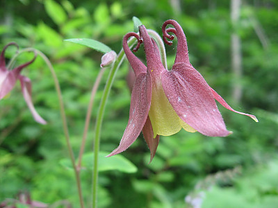 노랑매발톱 사진 - Aquilegia buergeriana var. oxusepala for. pallidiflora Nakai Photos