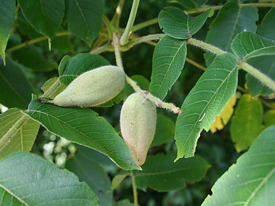 가래나무 사진 - Juglans mandshurica Maxim. var. mandshurica for. mandshurica Photos