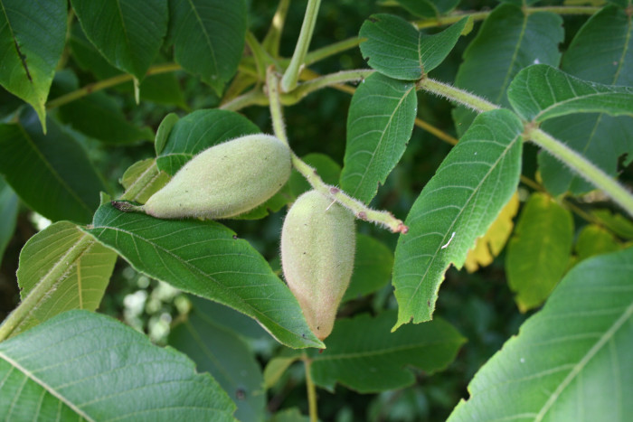 가래나무 - Manchurian walnut, Juglans mandshurica Maxim. var. mandshurica for. mandshurica