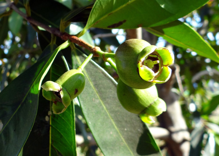 로즈애플  - rose apple, Syzygium jambos
