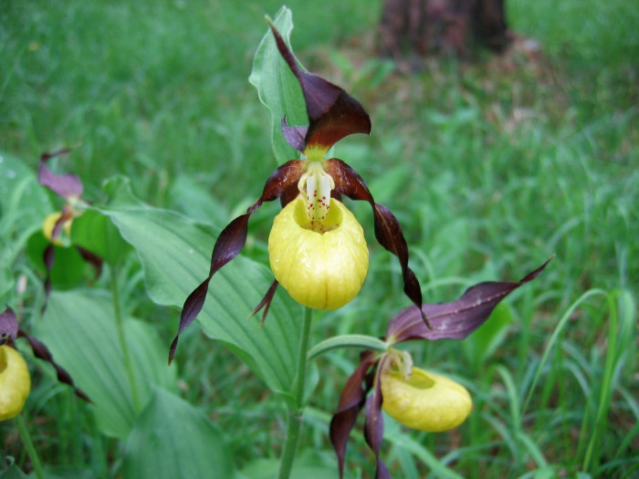 노랑복주머니란 - Cypripedium calceolus L.