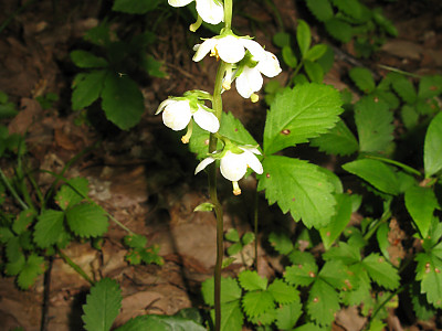 노루발 사진 - Pyrola japonica Klenze ex Alef. Photos