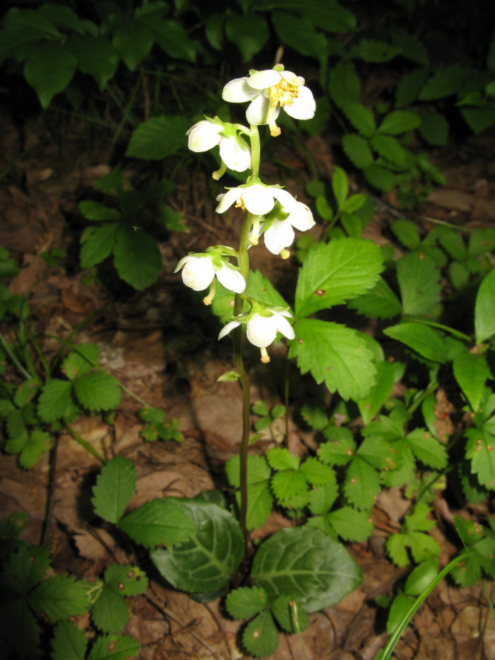노루발 - Pyrola japonica Klenze ex Alef.