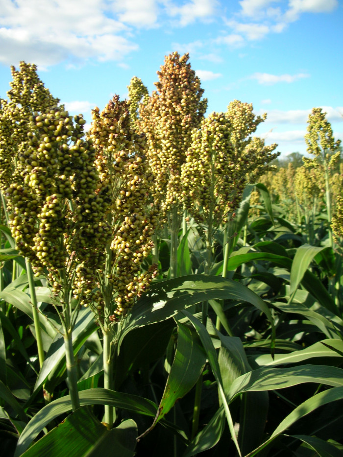 단수수 - Sorghum bicolor var. dulciusculum Ohwi