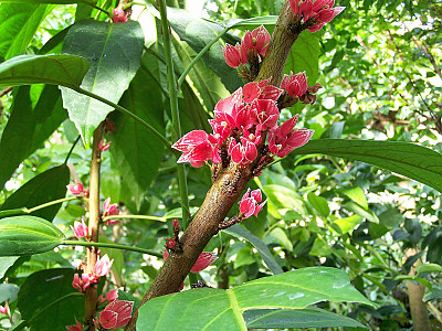 파보니아 스트릭티플로라 사진 - Pavonia strictiflora Photos