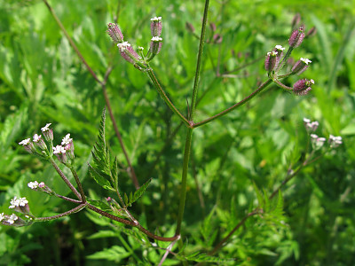 개사상자 사진 - Torilis scabra (Thunb.) DC. Photos