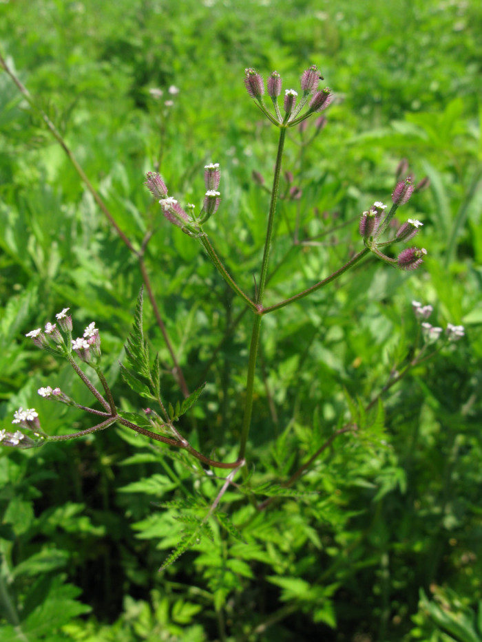개사상자 - Torilis scabra (Thunb.) DC.