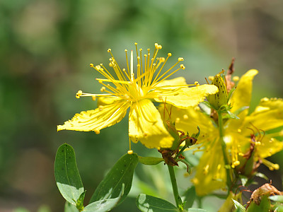 서양고추나물 사진 - Hypericum perforatum L. Photos