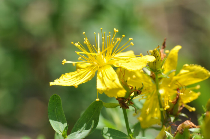 서양고추나물 - Hypericum perforatum L.