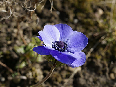 아네모네  사진 - Anemone coronaria Photos