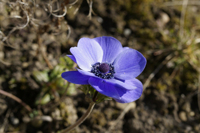 아네모네  - anemone, Anemone coronaria
