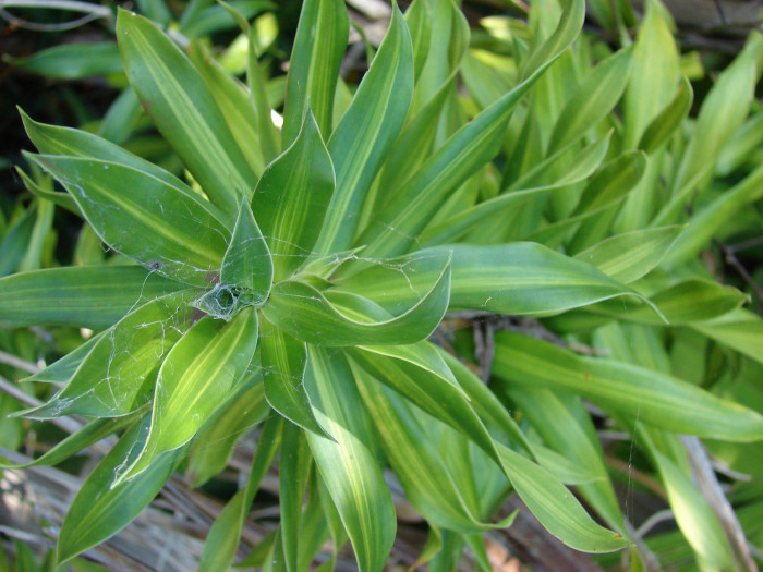 송 오브 인디아 - song of India, Dracaena reflexa 