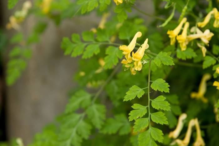 괴불주머니 - Corydalis pallida (Thunb.) Pers.