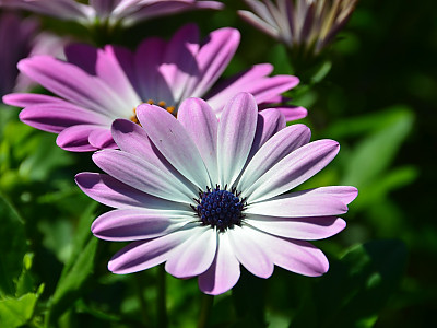 오스테오스펄멈 사진 - Osteospermum ecklonis Photos
