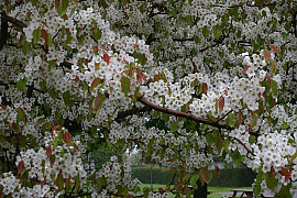 남해배나무 - Pyrus ussuriensis var. nankaiensis (Nakai) T.B.Lee
