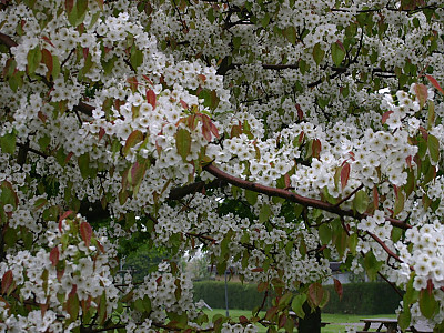 남해배나무 사진 - Pyrus ussuriensis var. nankaiensis (Nakai) T.B.Lee Photos