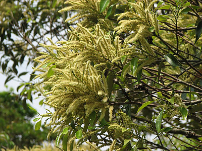 구실잣밤나무 사진 - Castanopsis sieboldii (Makino) Hatus. Photos