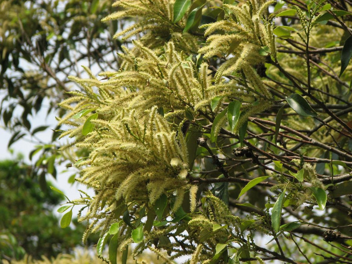 구실잣밤나무 - Castanopsis sieboldii (Makino) Hatus.