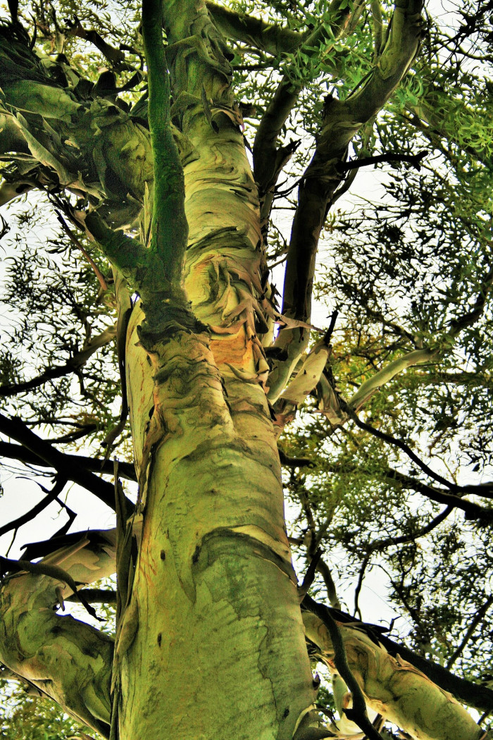 유칼립투스 - Eucalyptus, Eucalyptus globulus