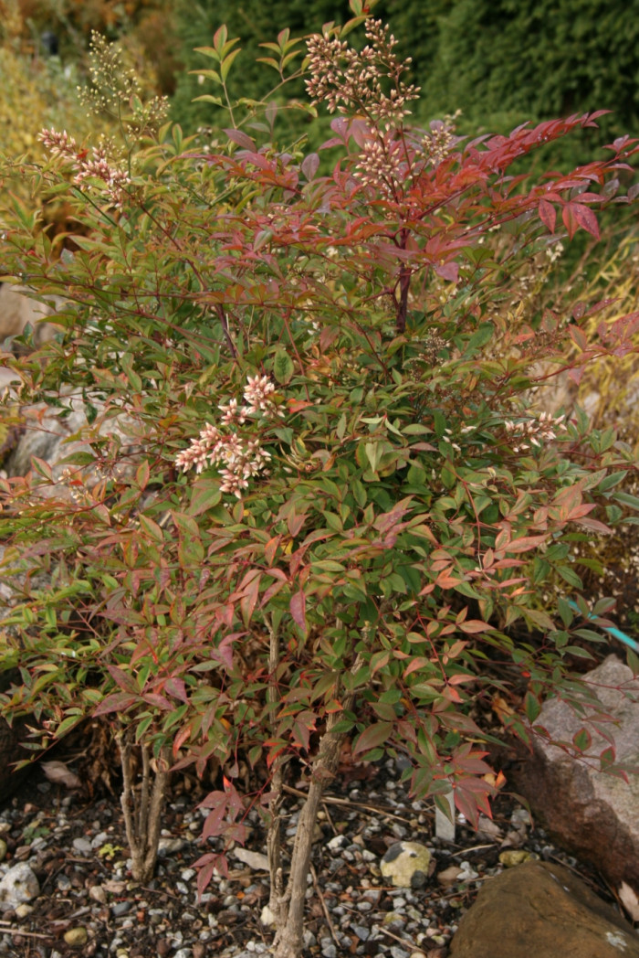 남천 - Heavenly bamboo, Nandina domestica Thunb.