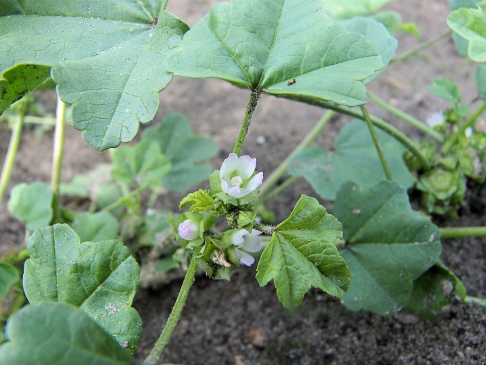 난쟁이아욱 - Malva neglecta Wallr.
