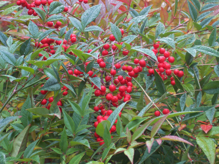 남천 - Heavenly bamboo, Nandina domestica Thunb.