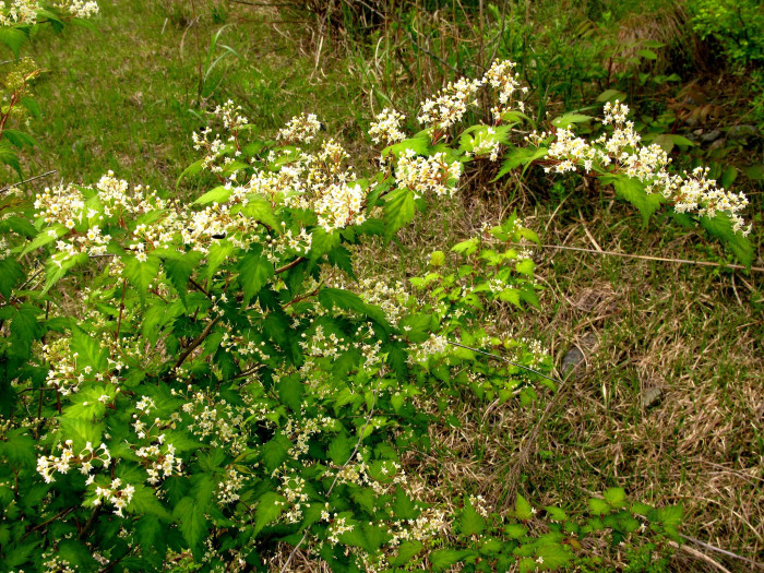 나비국수나무 - Quadrifid-leaf laceshrub, Stephanandra incisa var. quadrifissa (Nakai) T.B.Lee
